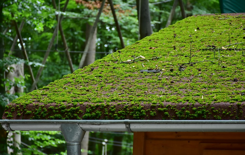 Plant Roofing