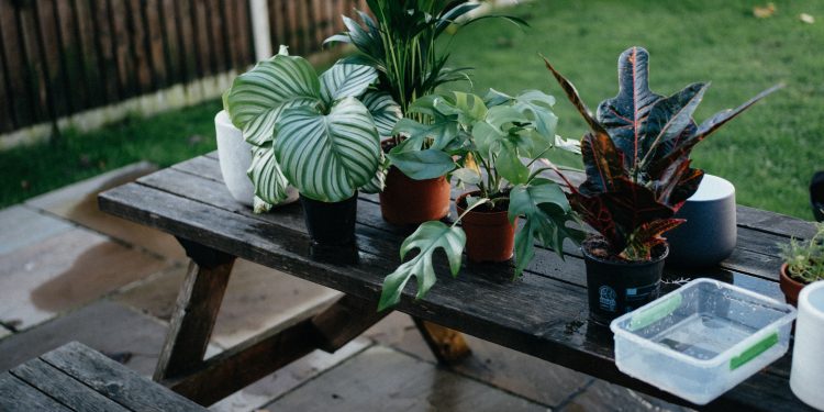 Tips to Care Trees and Shrubs