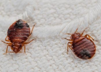 Need A Bed Bug Exterminator