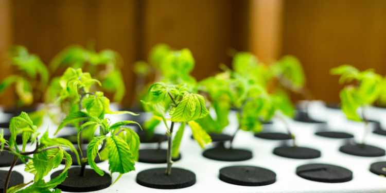 types of hydroponic systems