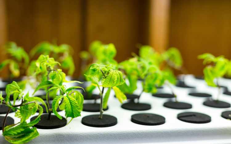 types of hydroponic systems