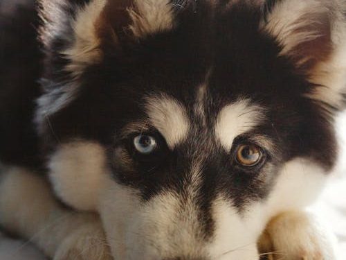 Aggressive Dog Behavior