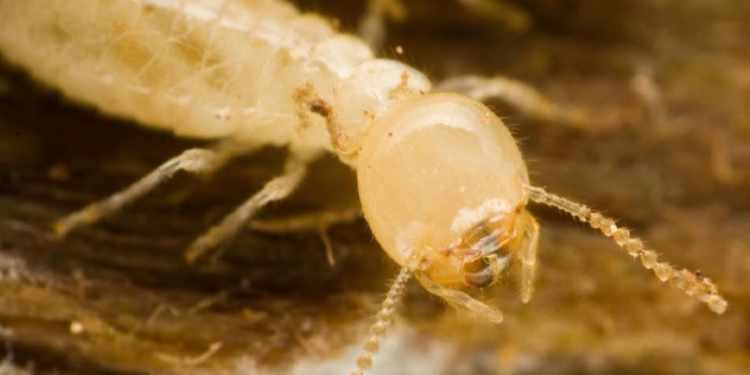 what termites do