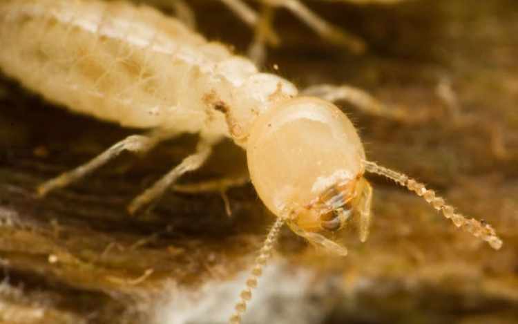 what termites do