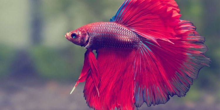 betta fish