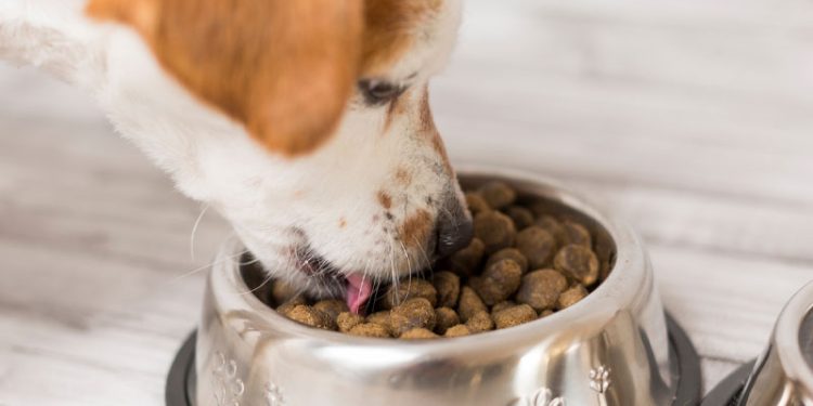 holistic dog food