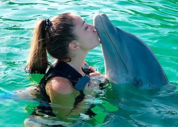 swim with dolphins