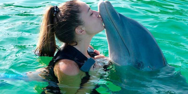 swim with dolphins