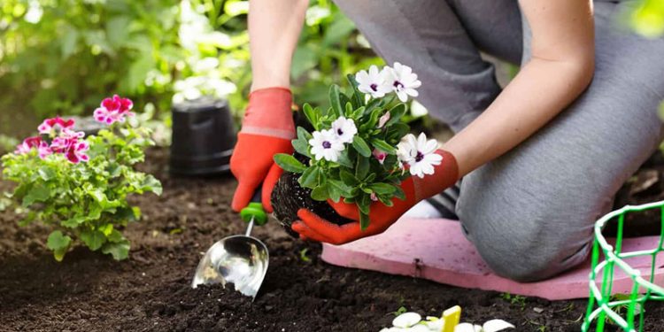 How to Improve Your Garden in 8 Steps? A Full Guide