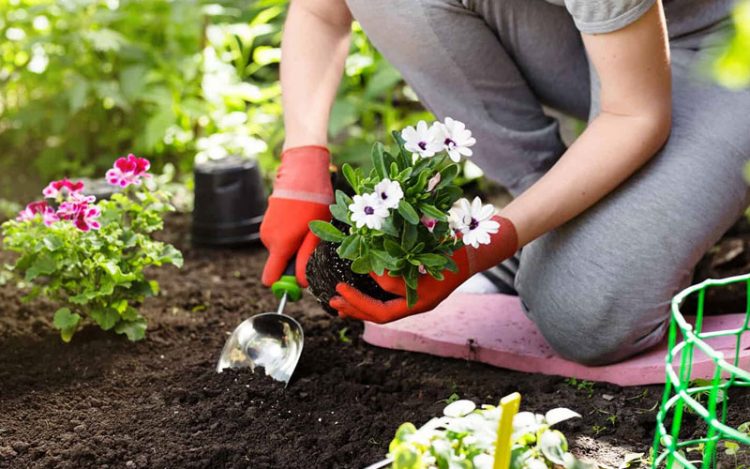 How to Improve Your Garden in 8 Steps? A Full Guide