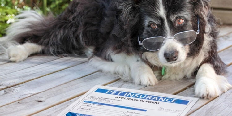 The Fundamentals of Animal Life Insurance