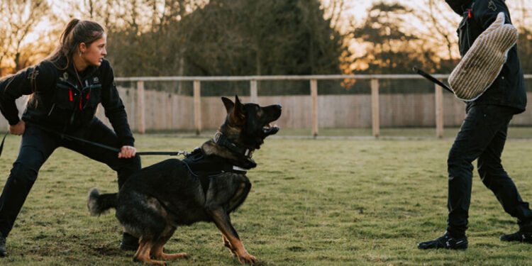 Why a Good Leash Is Essential For Schutzhund Training