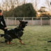 Why a Good Leash Is Essential For Schutzhund Training