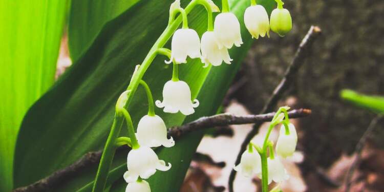 lily of the valley meaning
