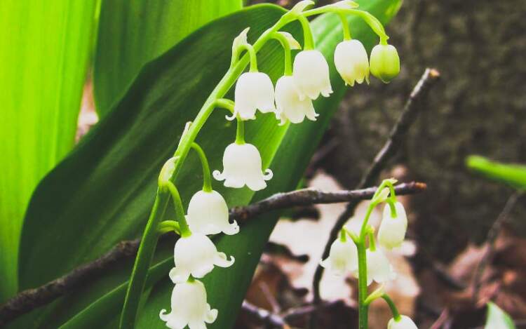 lily of the valley meaning