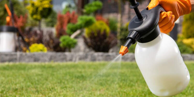 Combatting Pests in Your Backyard