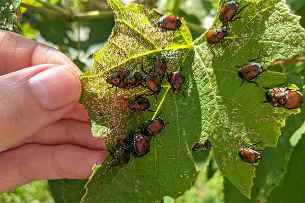 Understanding the Impact of Pests in Your Backyard