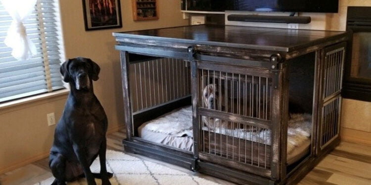 The Best Dog Crate for Shepherds